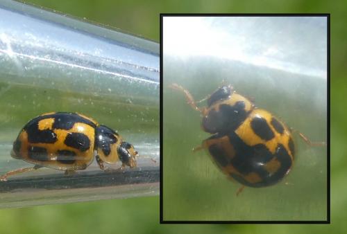 Propylea quatuordecimpunctata